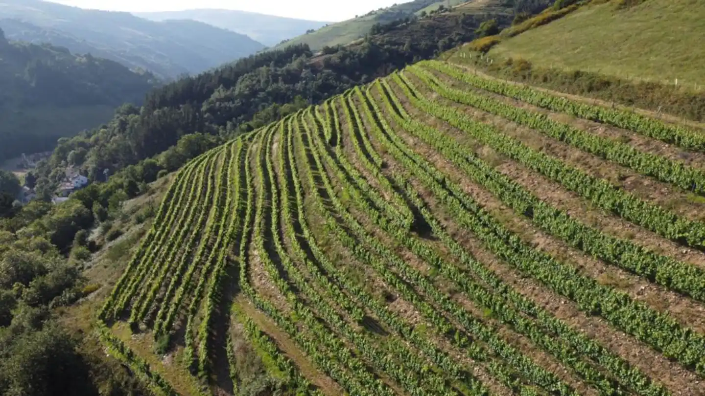 La Verdea Mejor bodega Española 2024